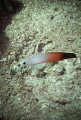 not so shy fire dartfish 